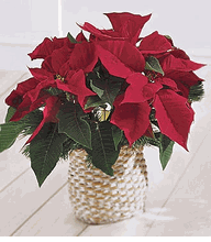 Poinsettia