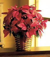 Poinsettia Basket