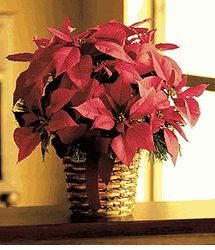 Poinsettia Basket