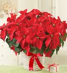 Poinsettia Plant