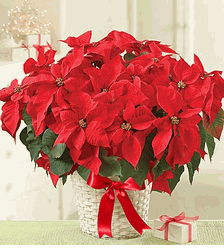 Poinsettia Plant