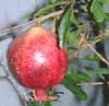 Pomegranate, totum, delima,  phiilaa, granada, thapthim, phila, bakoh (L&#7921;u