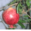 Pomegranate, totum, delima,  phiilaa, granada, thapthim, phila, bakoh (Lựu