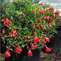 Pomegranate tree 2 pots- Cay Hoa Luu