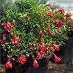 Pomegranate tree 2 pots- Cay Hoa Luu