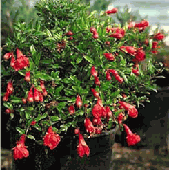 Pomegranate tree 2 pots- Cay Hoa Luu