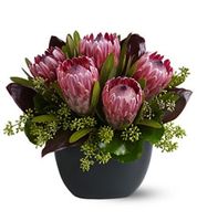 Positively Protea