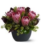 Positively Protea