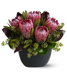 Positively Protea