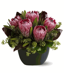 Positively Protea