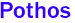  Pothos