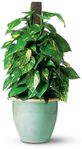  Pothos