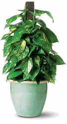  Pothos