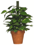 Pothos plant