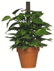Pothos plant