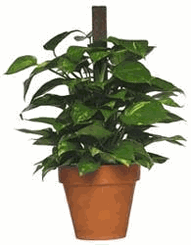 Pothos Plant