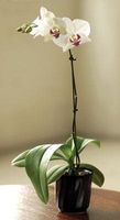 Potted Mini Orchid