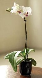 Potted Mini Orchid