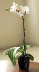 Potted Mini Orchid