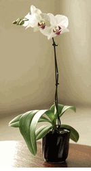 Potted Mini Orchid