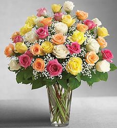 Premium Long Stem Assorted Roses 