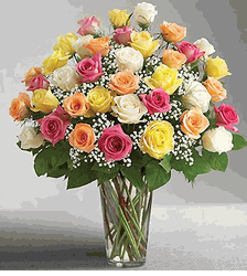Premium Long Stem Assorted Roses 