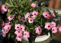 Pretty Lovely" ("Hong Thien Nga"), an adenium hybrid bonsai c-ay su