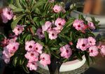 Pretty Lovely" ("Hong Thien Nga"), an adenium hybrid bonsai c-ay su