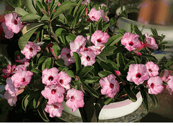 Pretty Lovely" ("Hong Thien Nga"), an adenium hybrid bonsai c-ay su