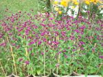 Purple Bloom 2pots