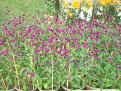 Purple Bloom 2pots