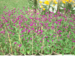 Purple Bloom 2pots