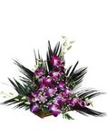 Purple orchid