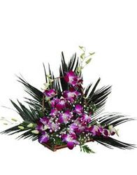 Purple orchid