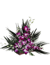 Purple orchid