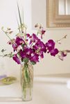 Purple orchids