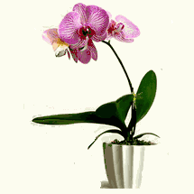 Purple orchids