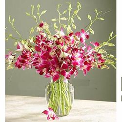 Purple orchids