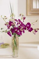 Purple orchids
