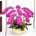  Purple orchids bouquet