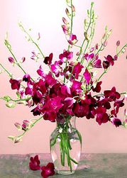 Purple Orchids in Vase
