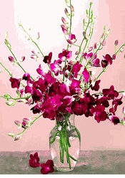 Purple Orchids in Vase