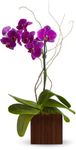 purple phalaenopsis orchid