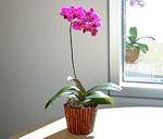 Purple Phalaenopsis Orchid 