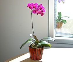 Purple Phalaenopsis Orchid 