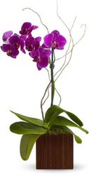 purple phalaenopsis orchid