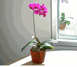 Purple Phalaenopsis Orchid 
