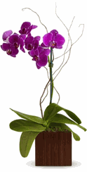 purple phalaenopsis orchid