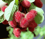 Rambutan 1kg