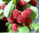Rambutan 1kg
